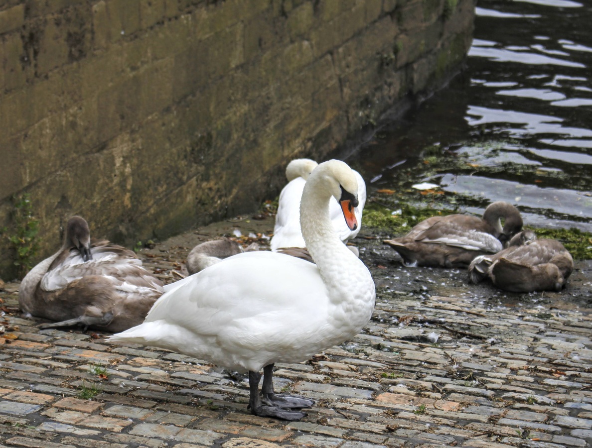 Family of Swans at the River Ouse 